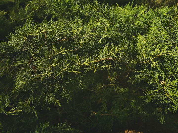 green world