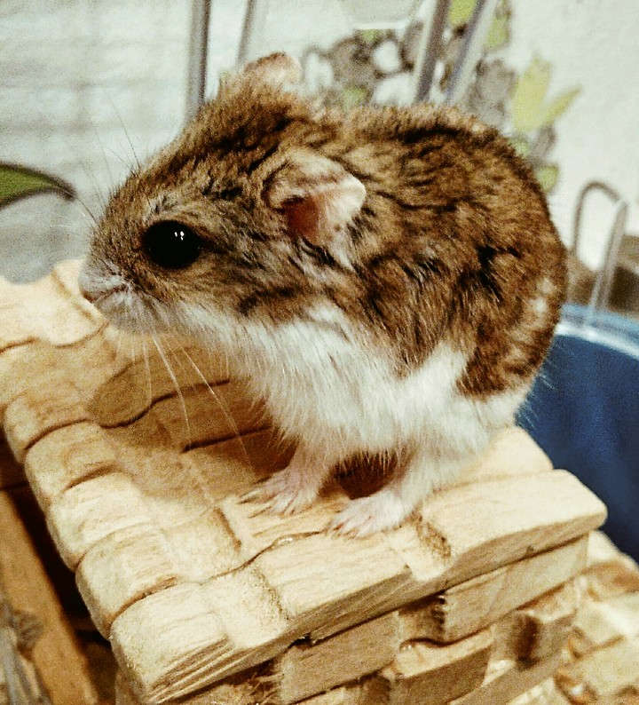 Хома