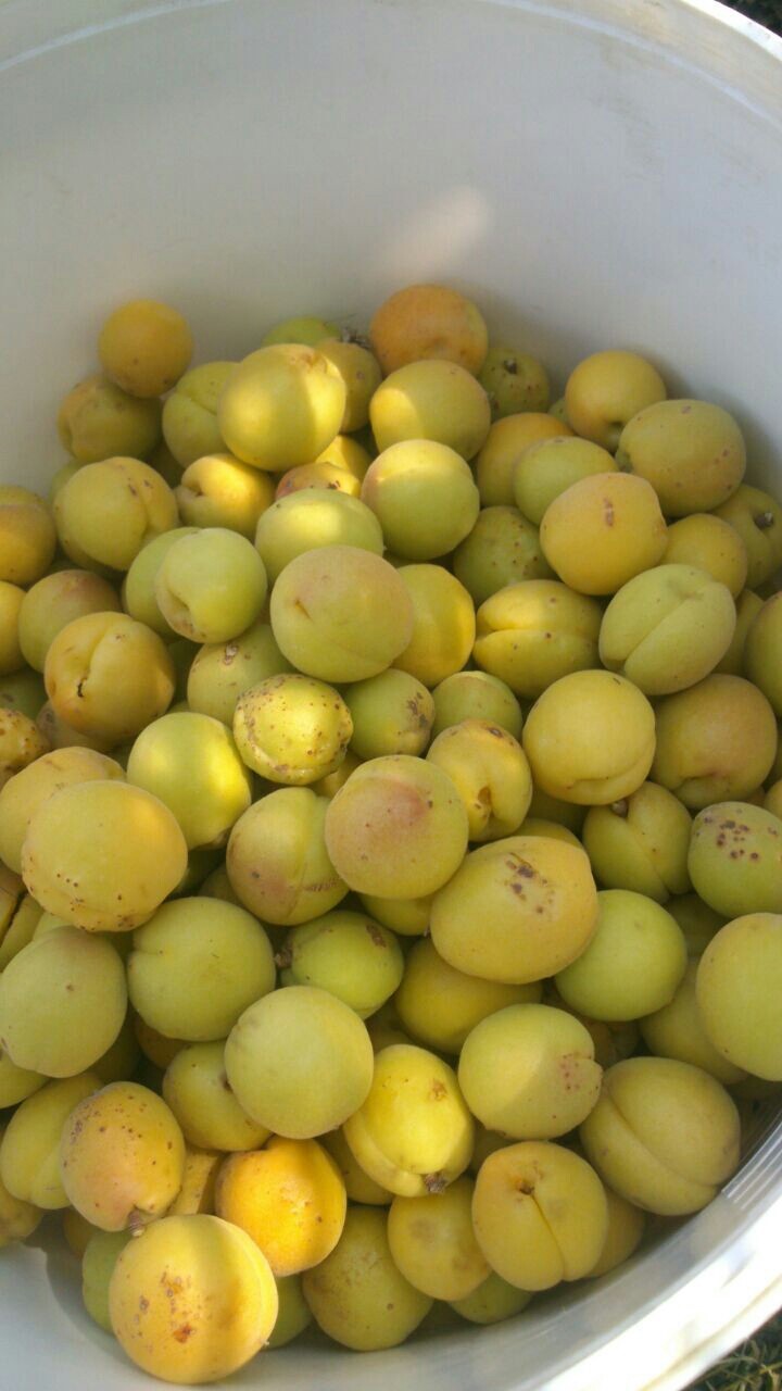 چقاله