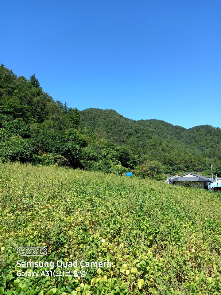 고향 친구네 약초밭