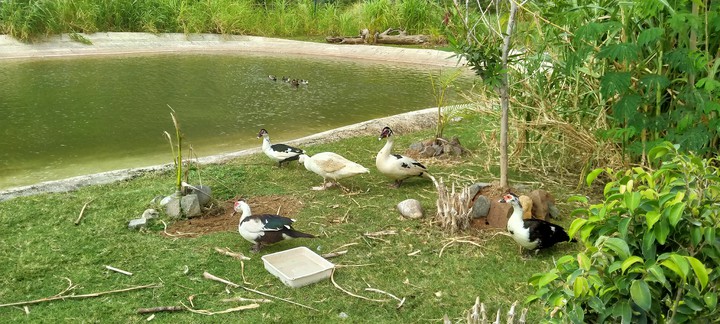 DuckS LiFe
