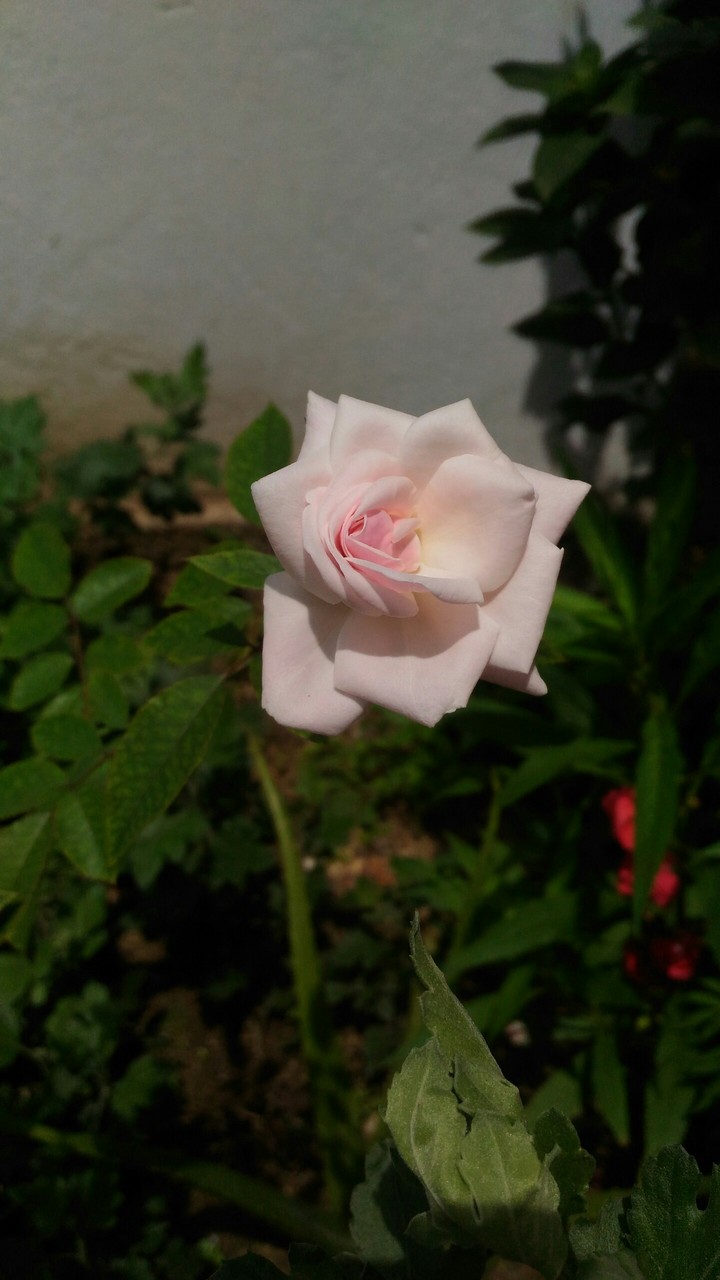 rose