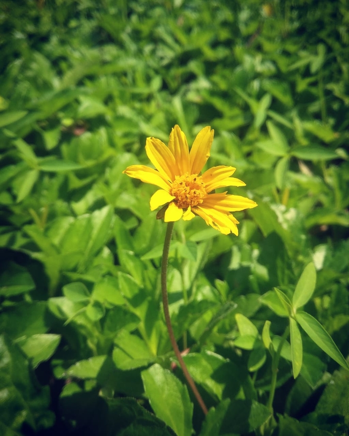 Beautiful Flower