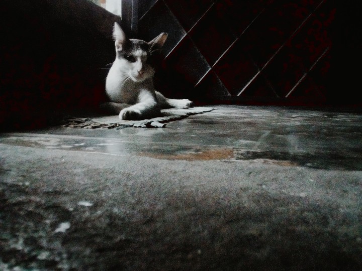 its my cat