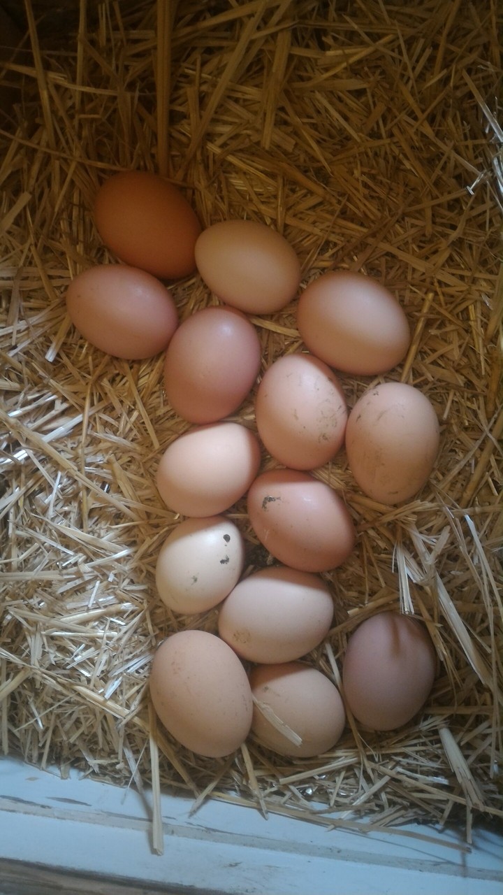eggs