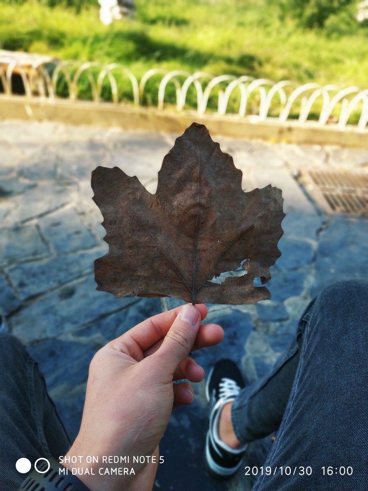 The autumn