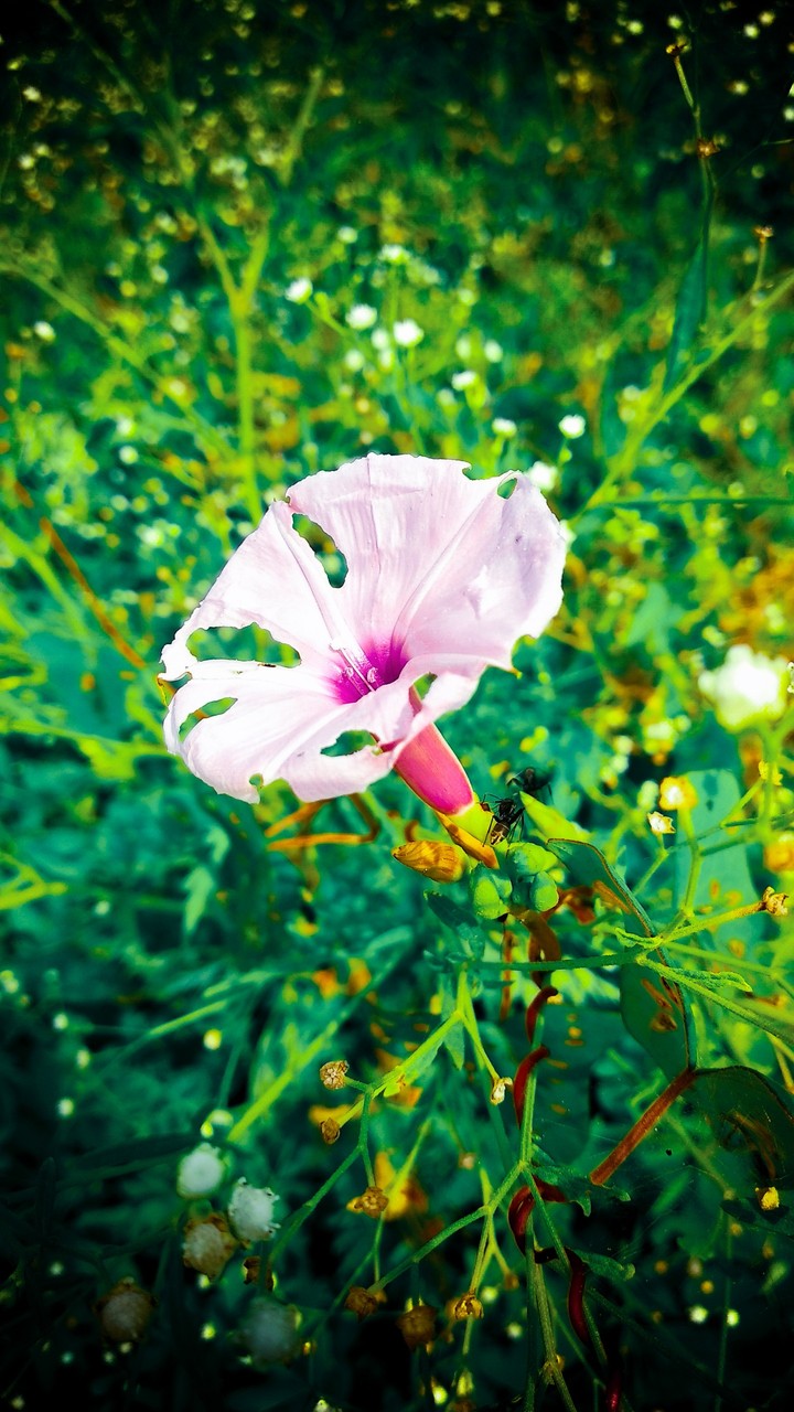 beautiful flower iam editing