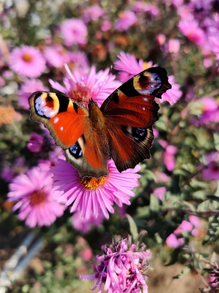 Sweet butterfly