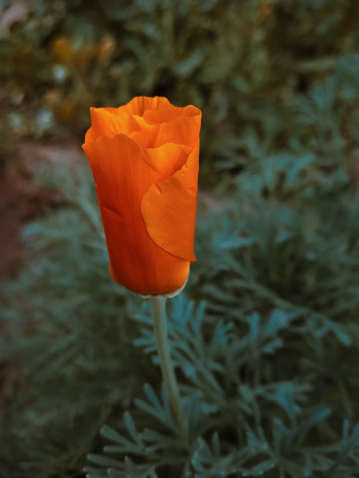 california poppy?️?
