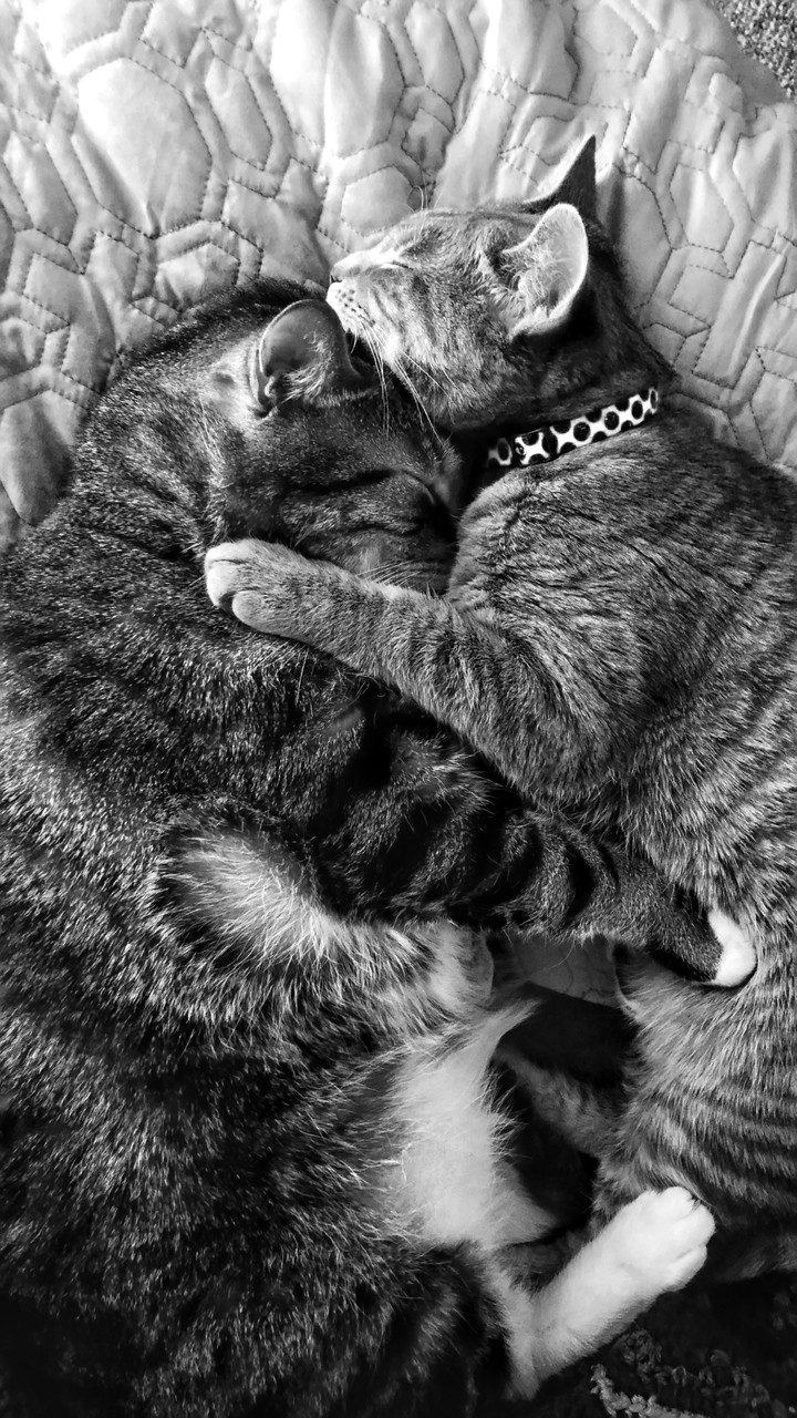 fur cuddles