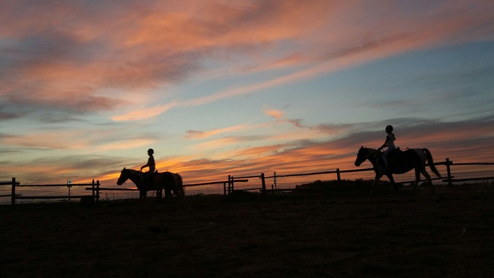 horse