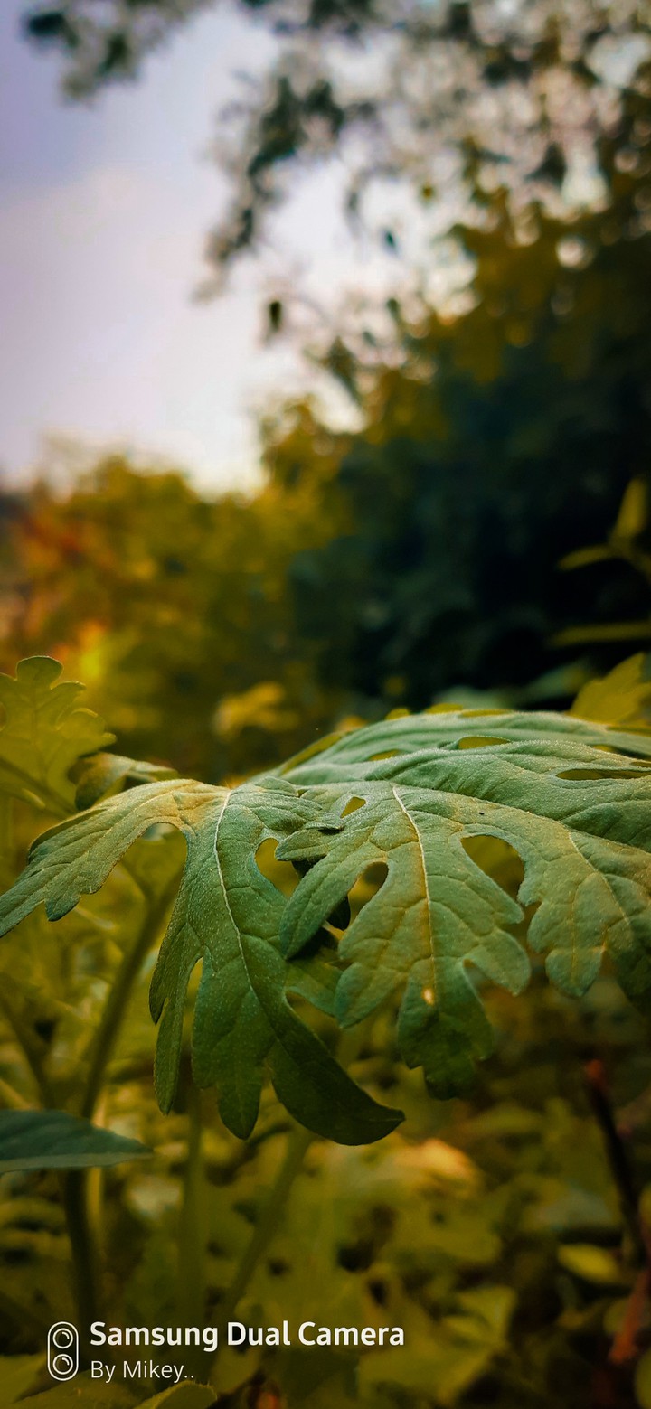 Leave