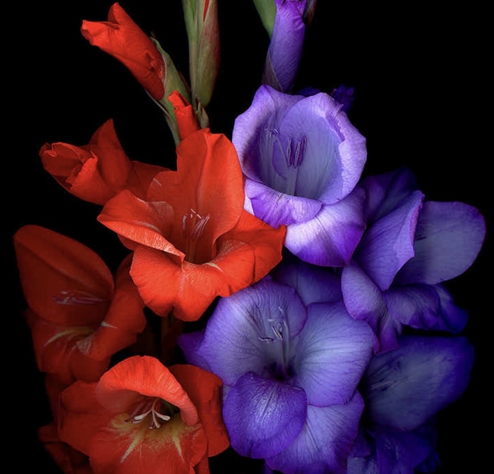 Purple/Red Flower