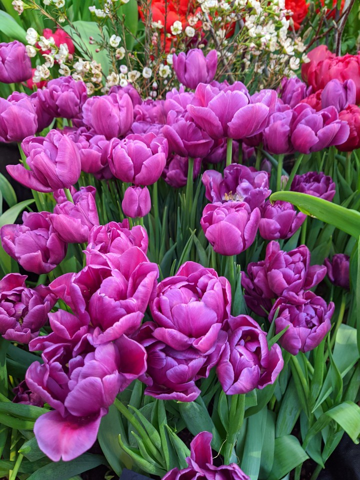 Spring is coming