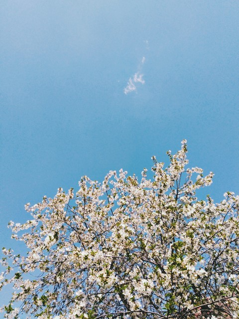 Spring