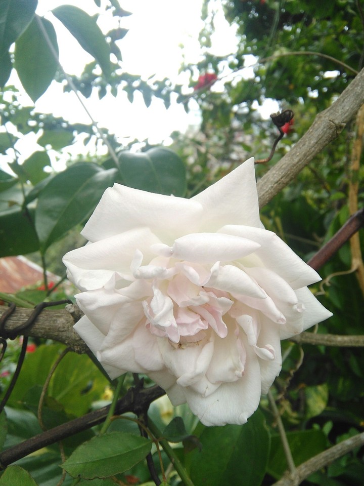 rose at my garden