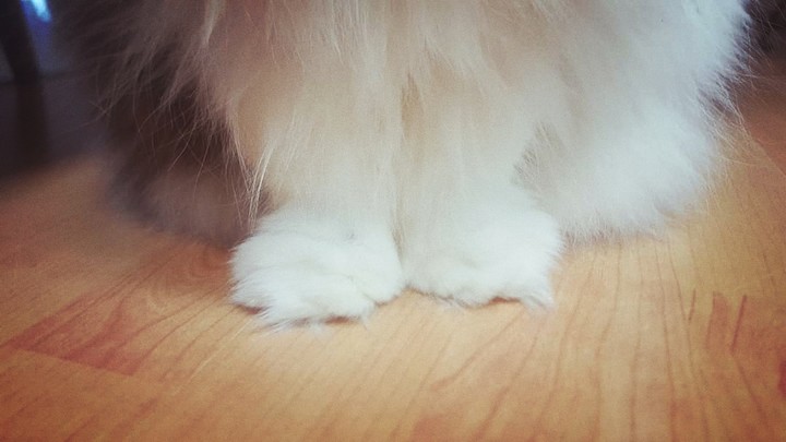 Winter is cat molting season