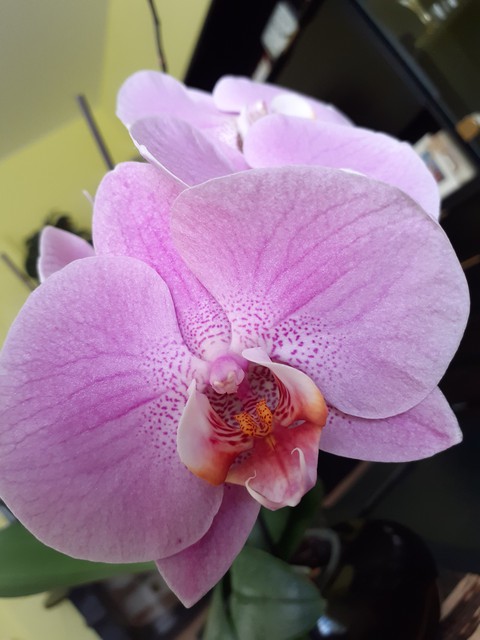 Orchids