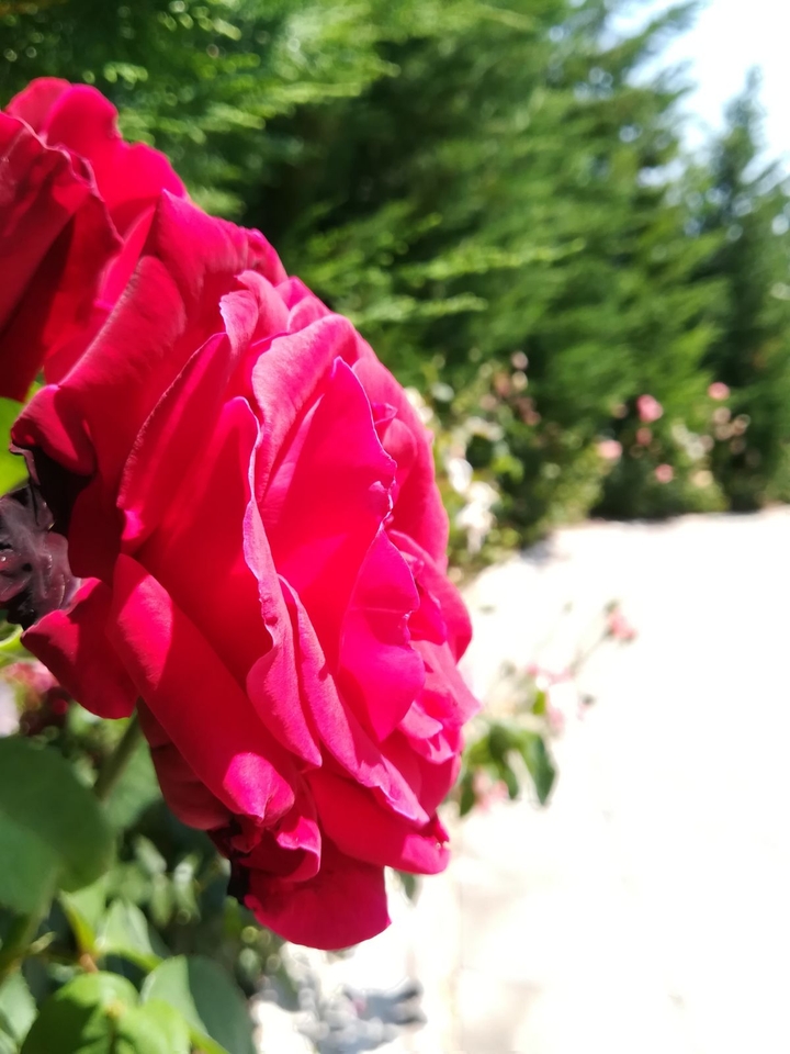 Rose and Endless Path.