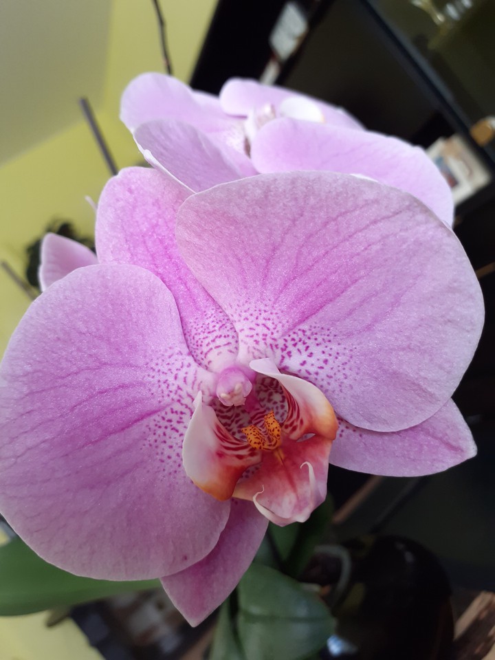 Orchids