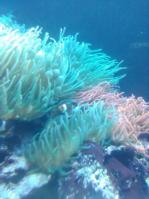 Nemo