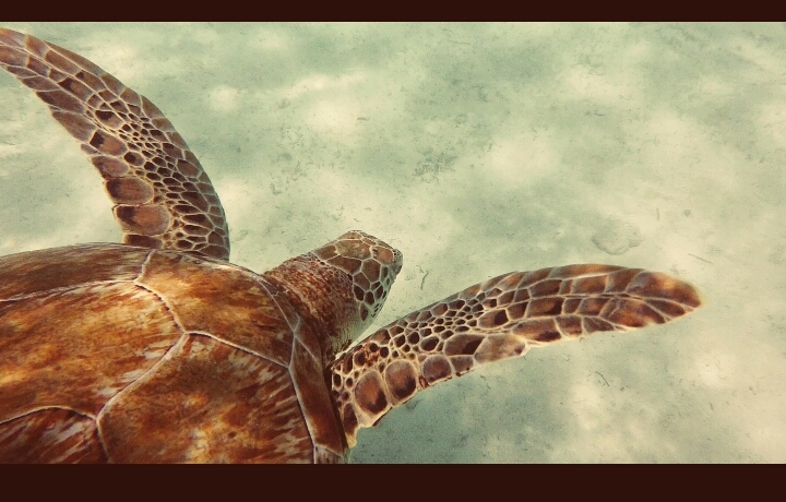 turtle