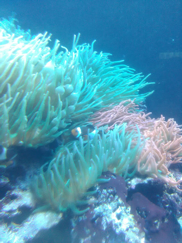 Nemo