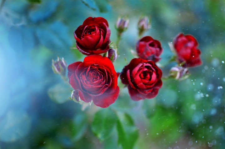 roses