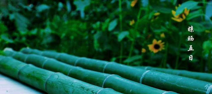 beauty of green bamboo