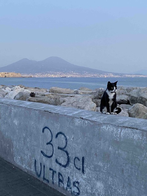 meow in napoli