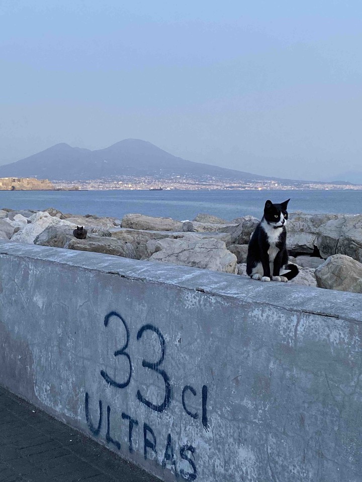 meow in napoli