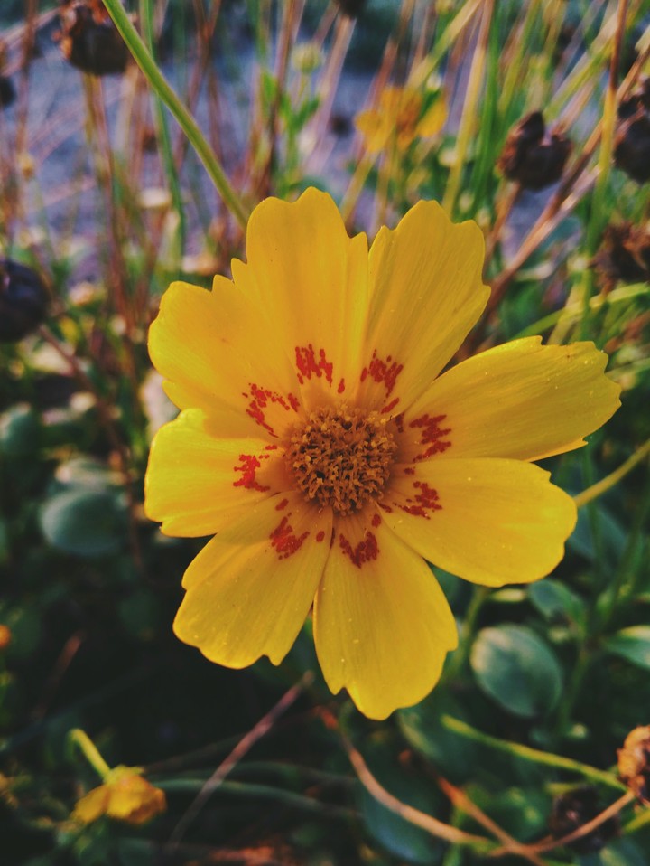 flower