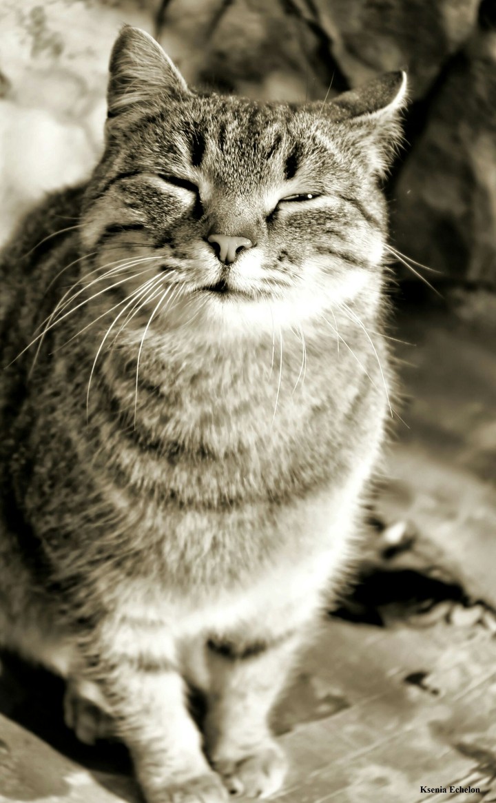 street cat