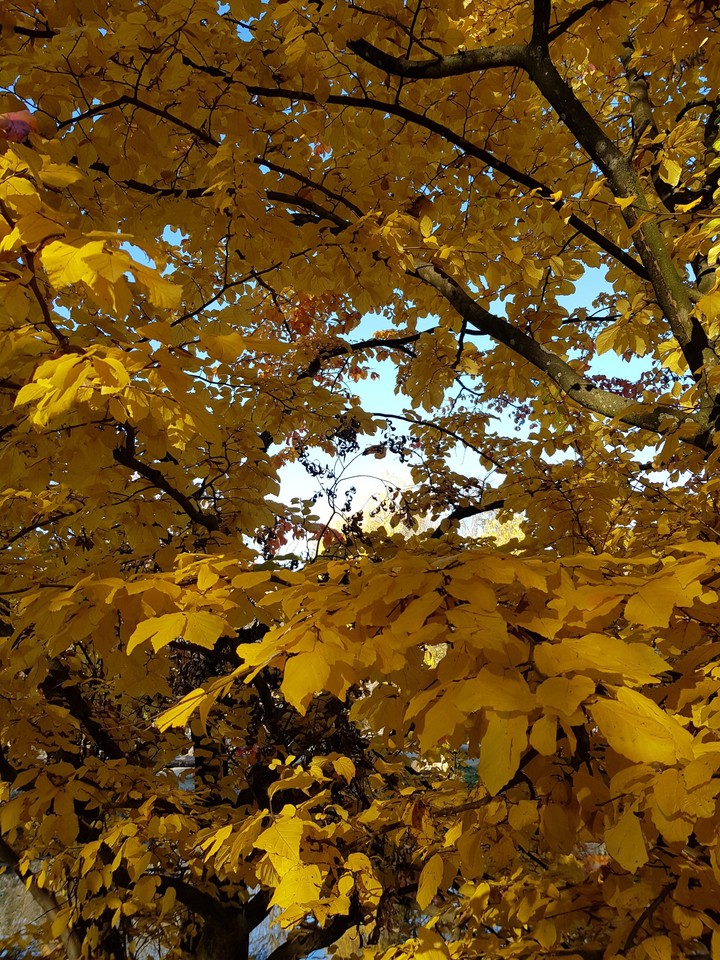 Herbst