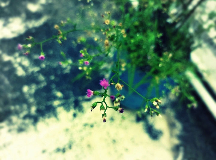 flower rain