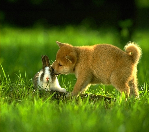 dog bunny