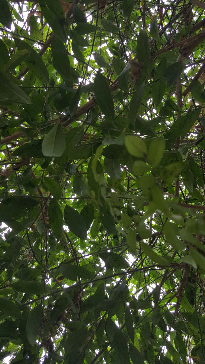 tree