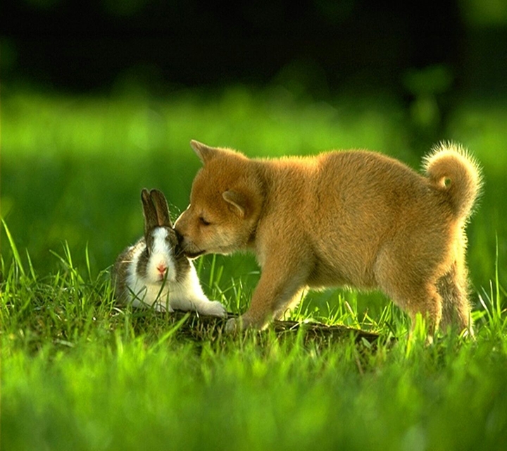 dog bunny