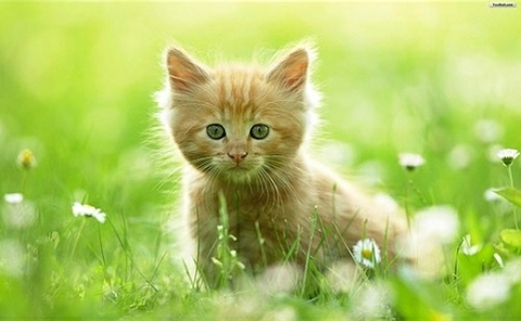 кошеня