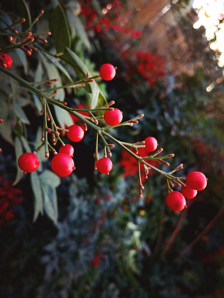 nature
