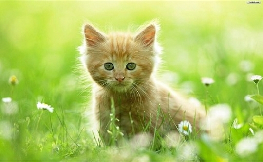 кошеня