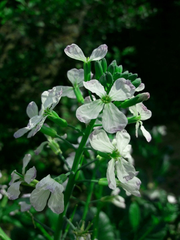 Muler flower