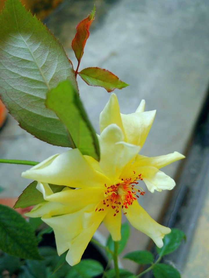 Yellow Rose