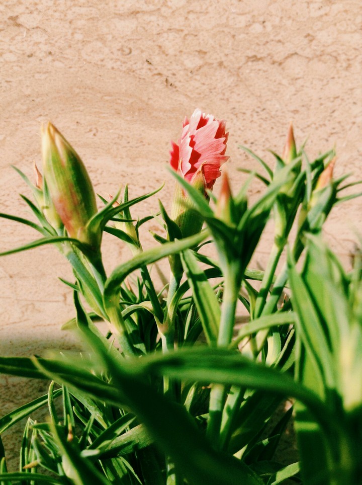 Budding flower