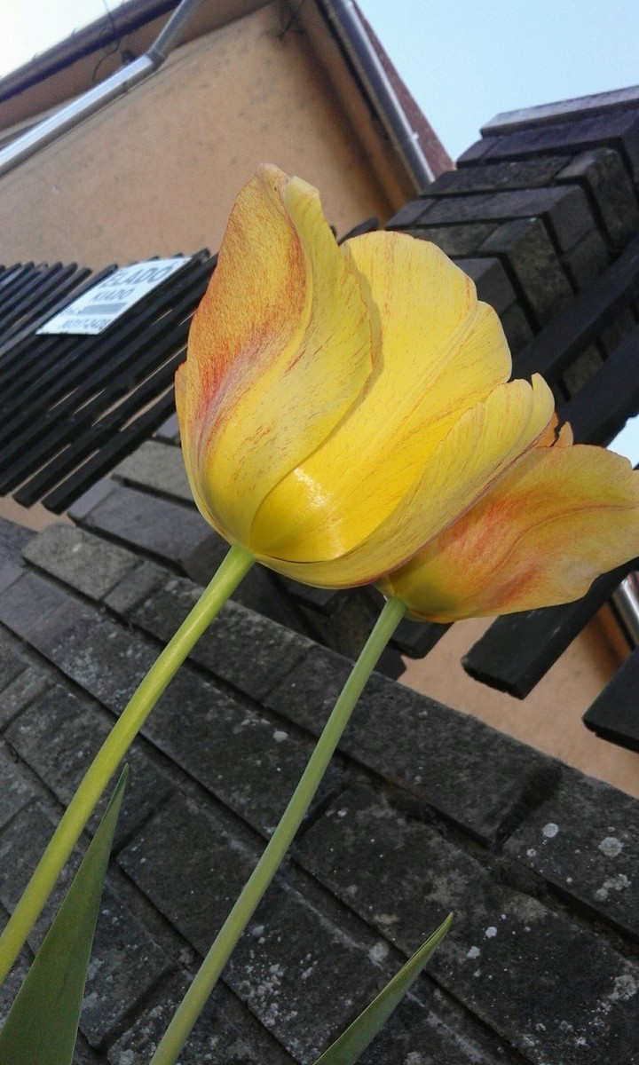 Tulip❤
