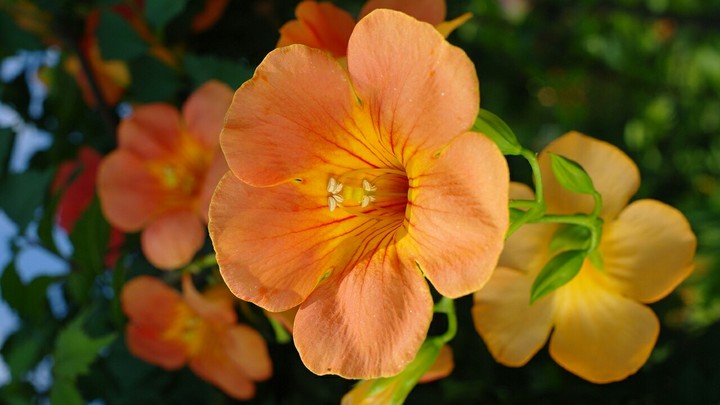 flowers of nature