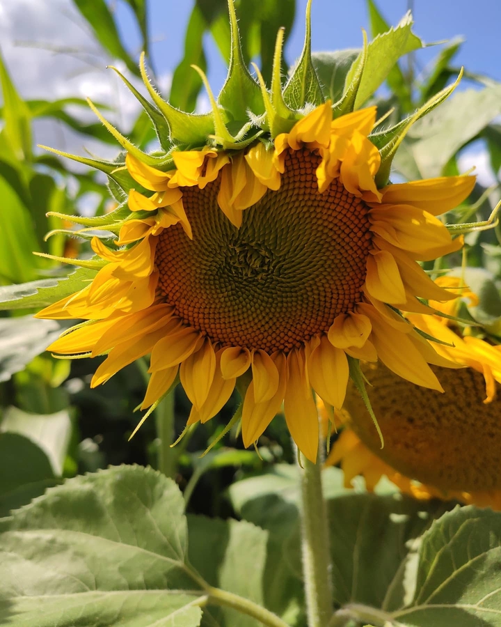 sunflower