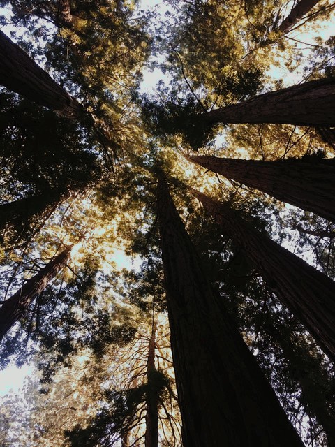 forest