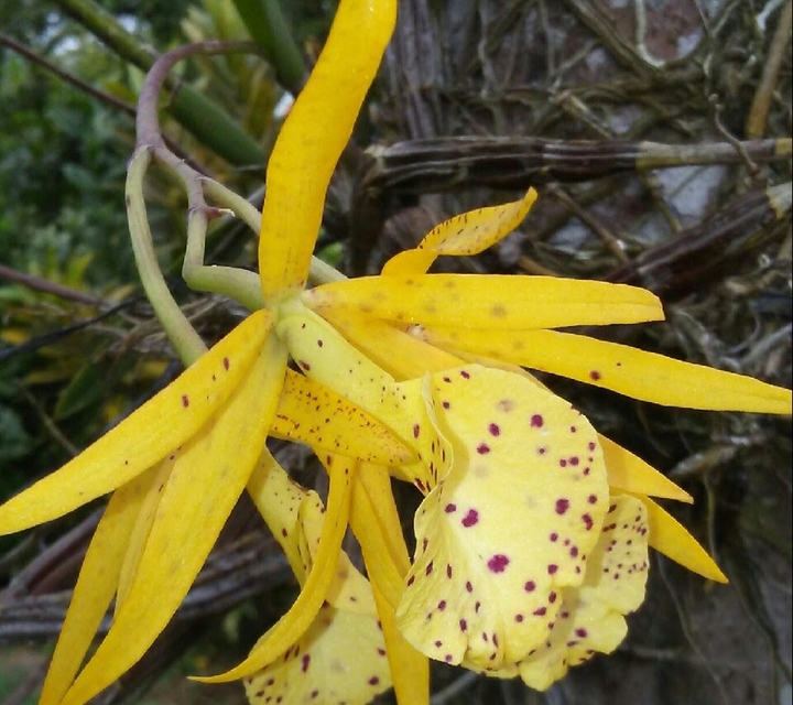 #treeorchid