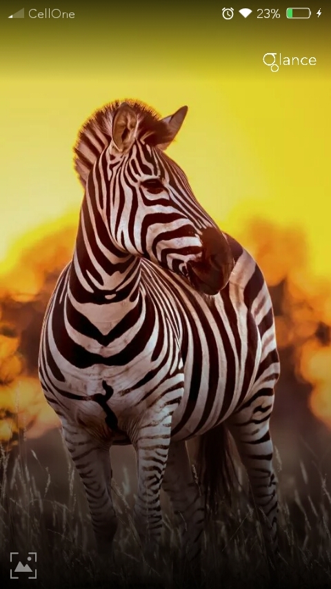 zebra